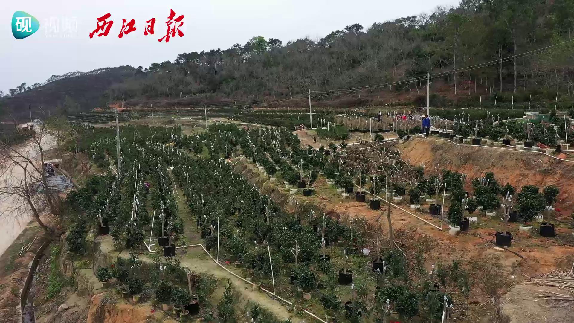 四季茶花里的“致富经”——德庆县莫村镇四季茶花产业发展蓬勃助力乡村振兴