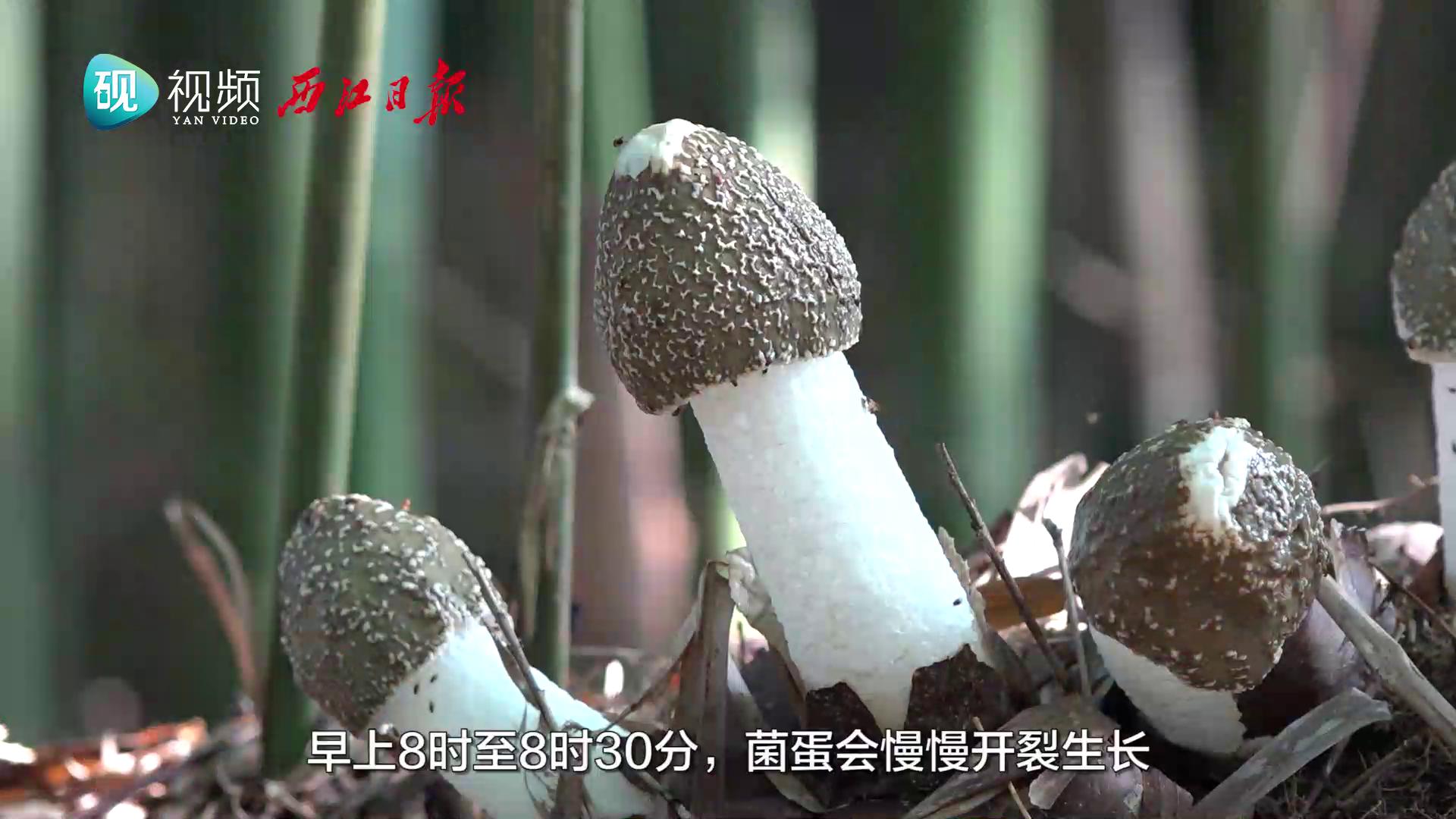广宁竹荪：娇贵的“菌中皇后”