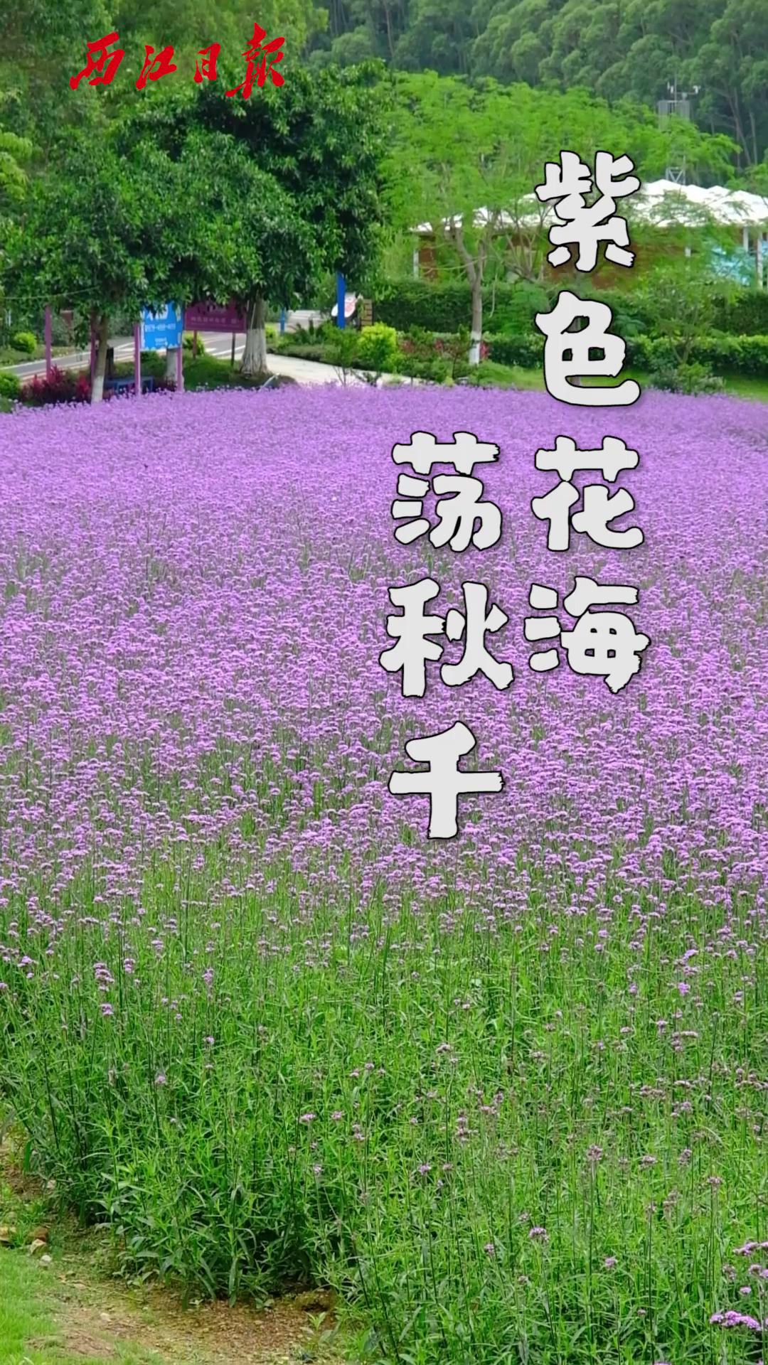 紫色花海絢麗綻放