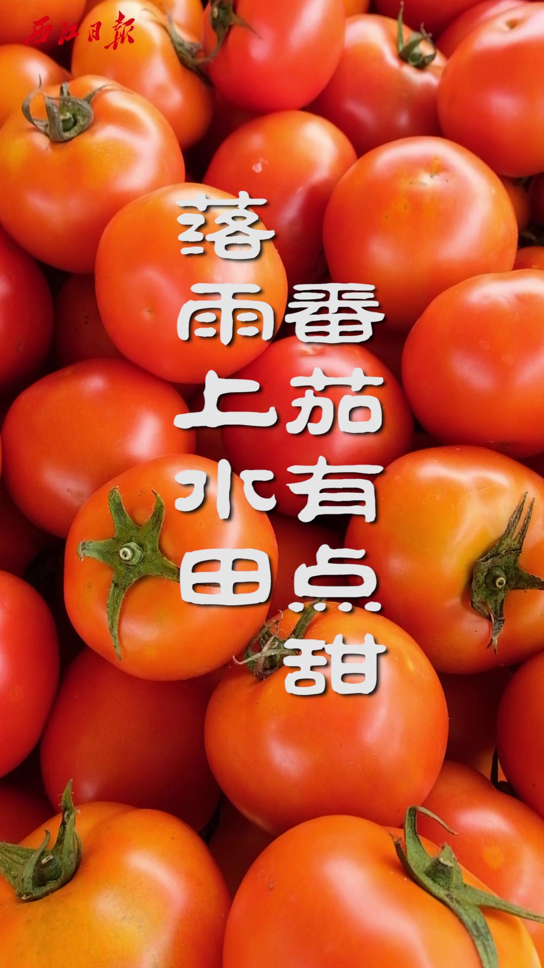 鳳凰上水田 番茄有點甜